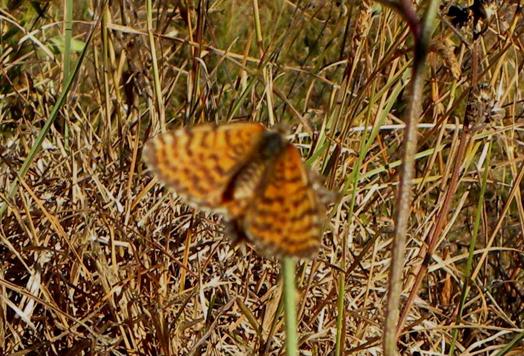 farfalla da identificare - Melitaea didyma